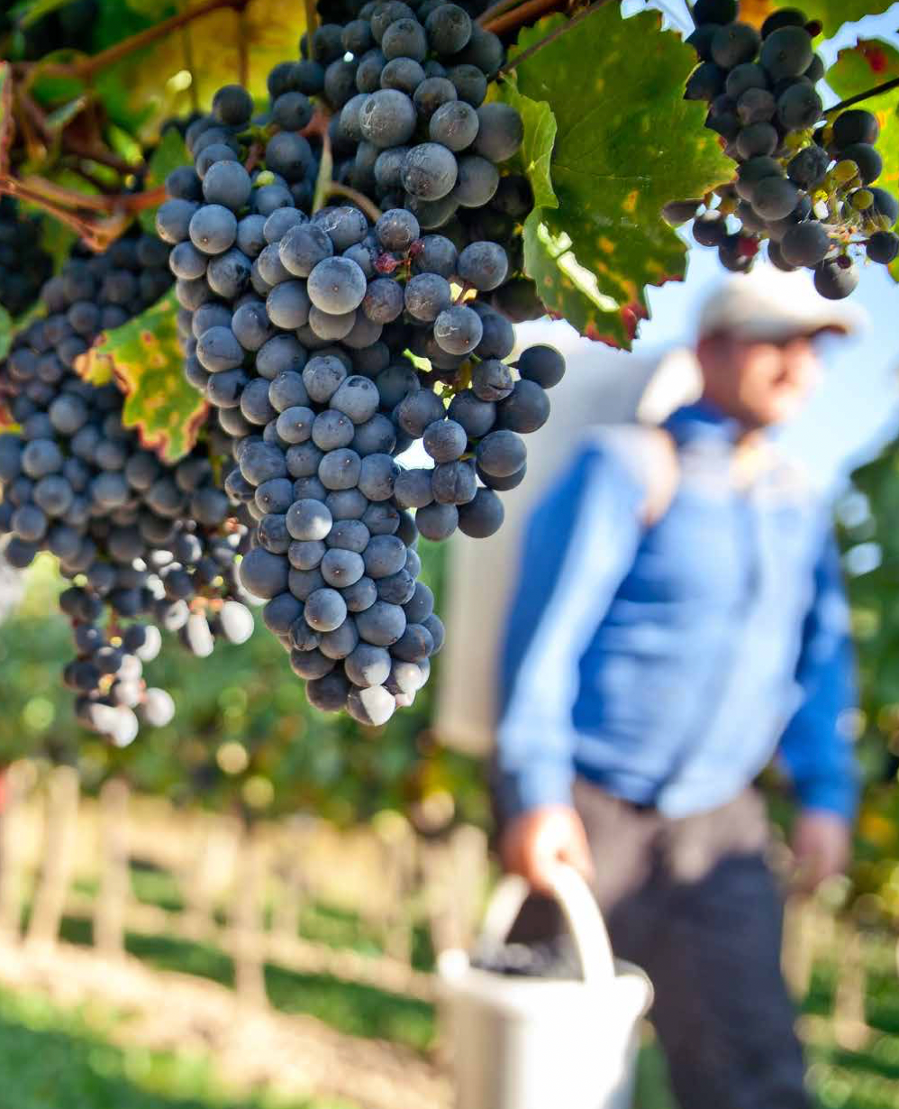 Wine Industry in Chile