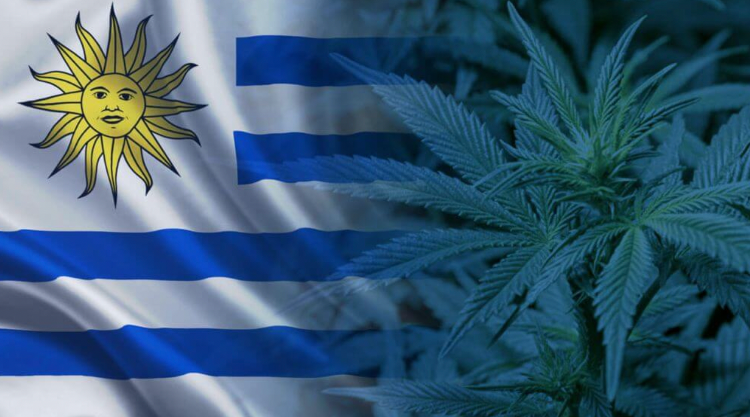 its been 5 years since pharmacies in uruguay began selling cannabis