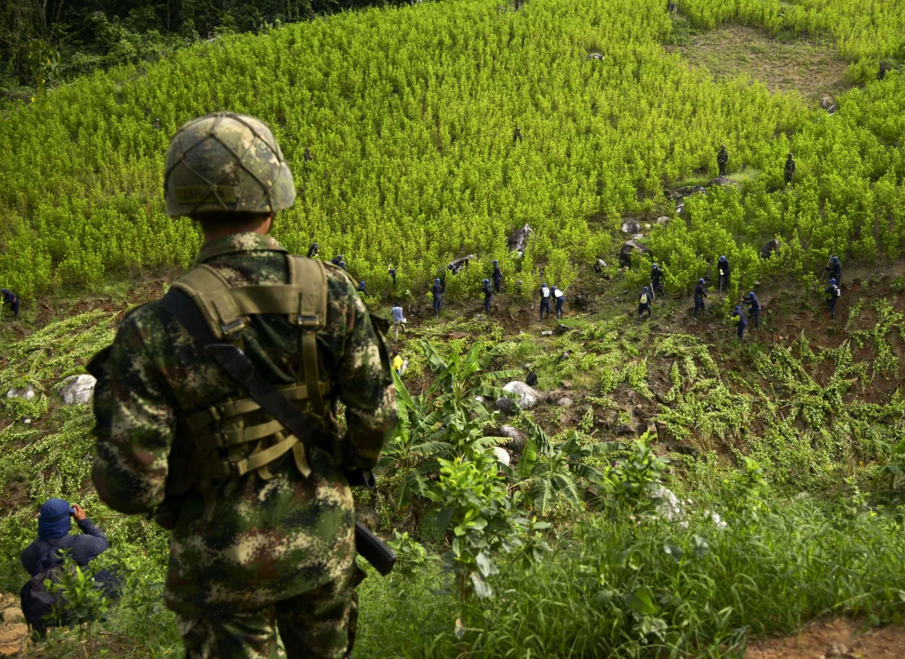 Colombia’s coca crops grew to historic levels in 2021