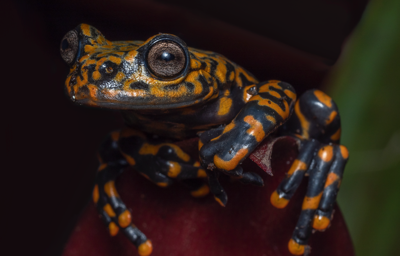 toxic new frog species from ecuador named after seth macFarlane
