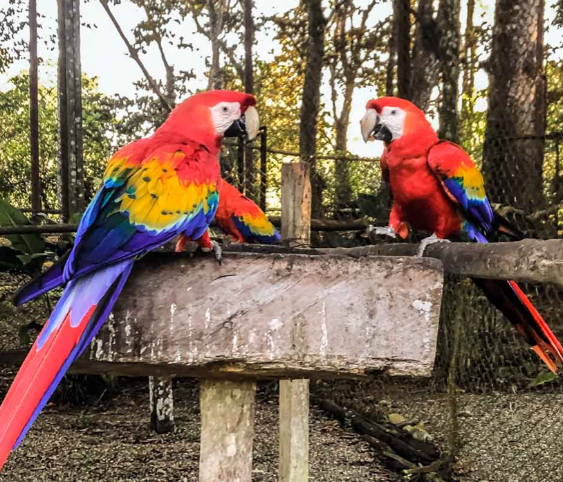 Animals in Mexico being Trafficked on Social Media