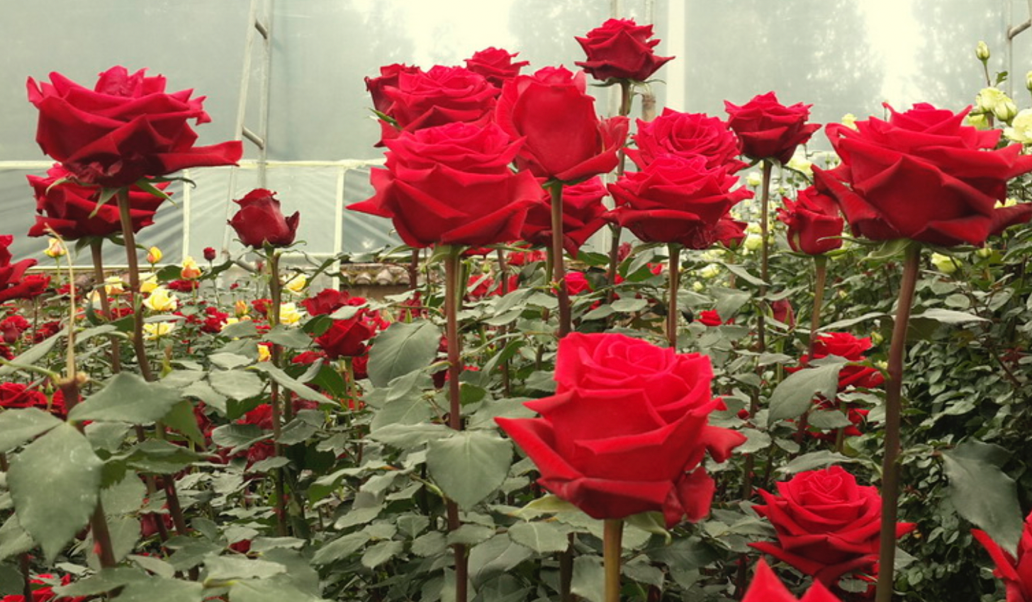 Flower Industry in Ecuador is 3rd Largest after Colombia and Netherlands