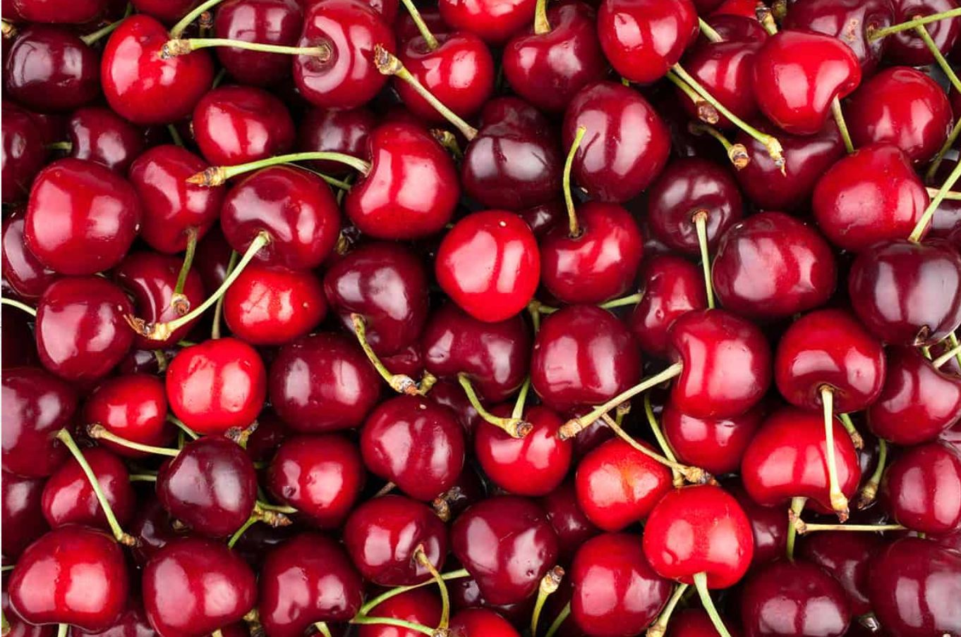 Chilean Cherry Exports hit New High