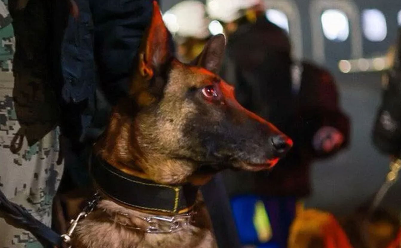 Mexico Sends Famed Search and Rescue Dogs to Turkey Barrio