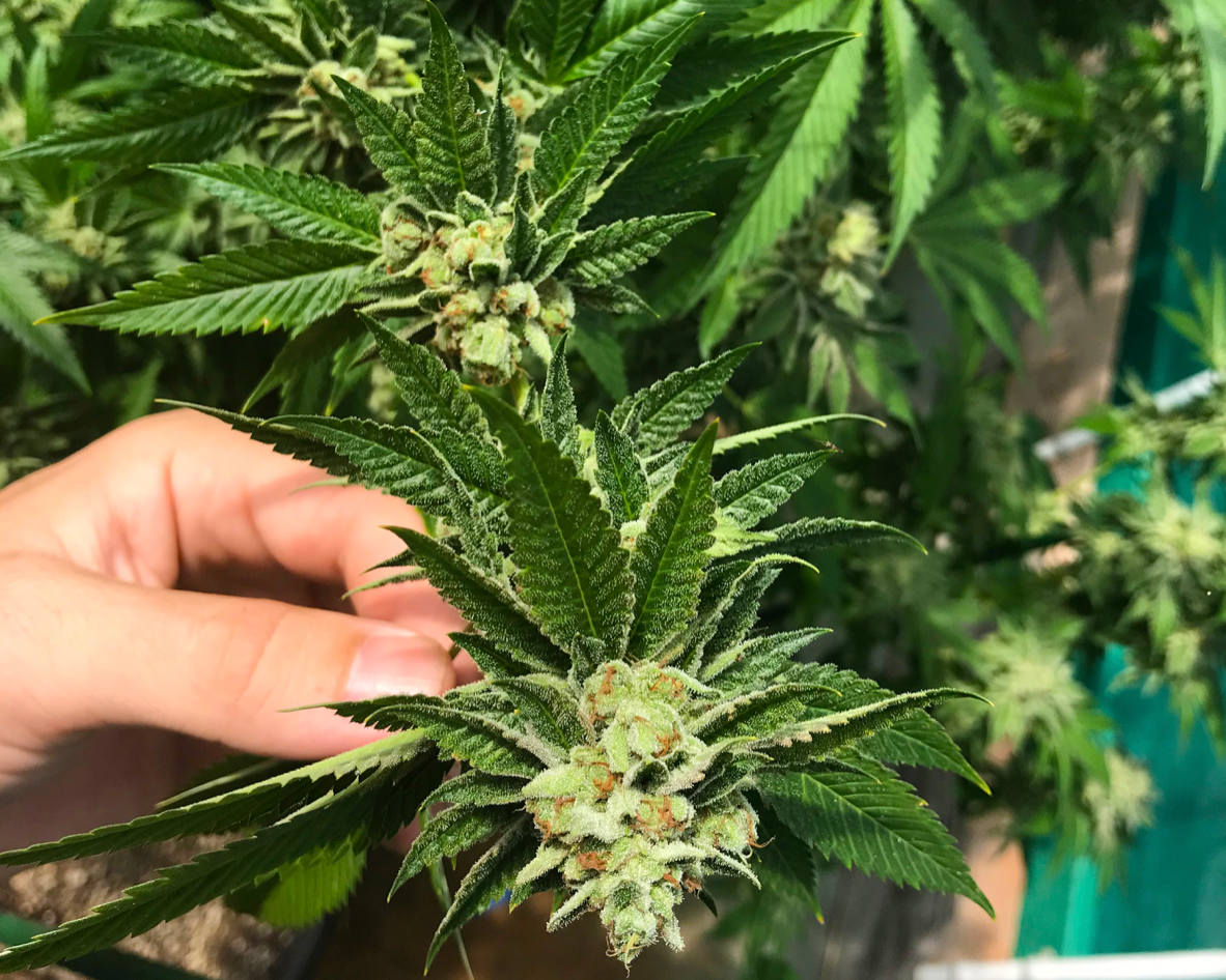 Colombia’s Creepy Mariguana