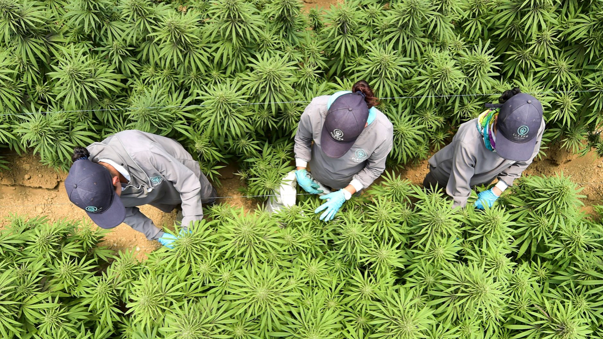 Colombia’s Cannabis Exports Double in 2022