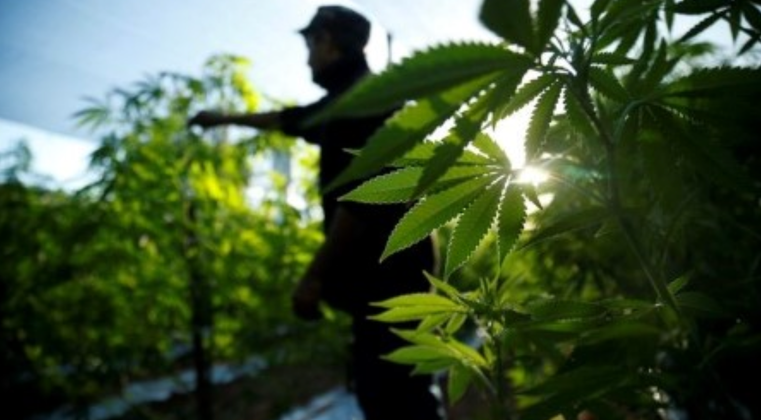 Paraguay Marijuana Festival Sets High Hopes for Legalization