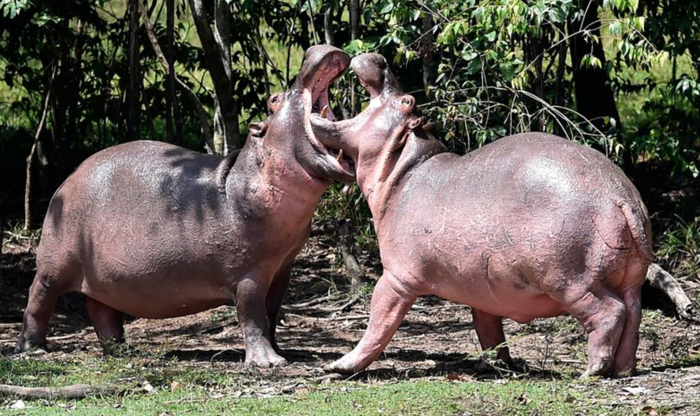 Pablo Escobar’s ‘Cocaine Hippos’ Will be Deported to Mexi &hellip;