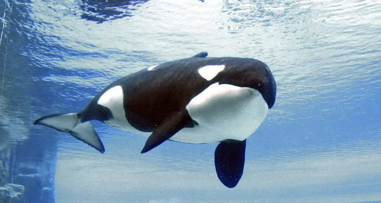 Marineland Orca Dies After 40yrs In Captivity
