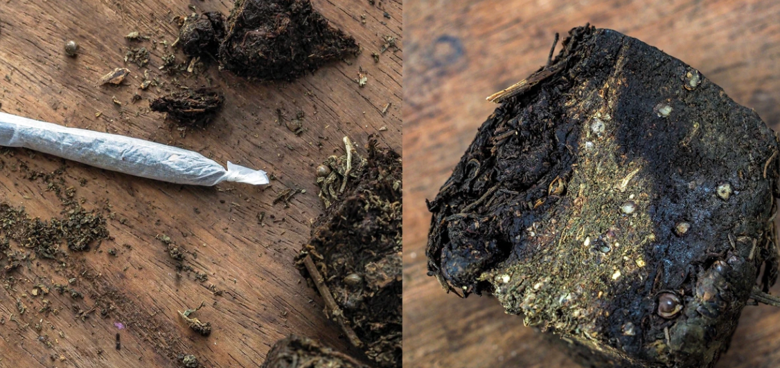 Paraguayan Cannabis Crops Considered the World’s Worst Weed