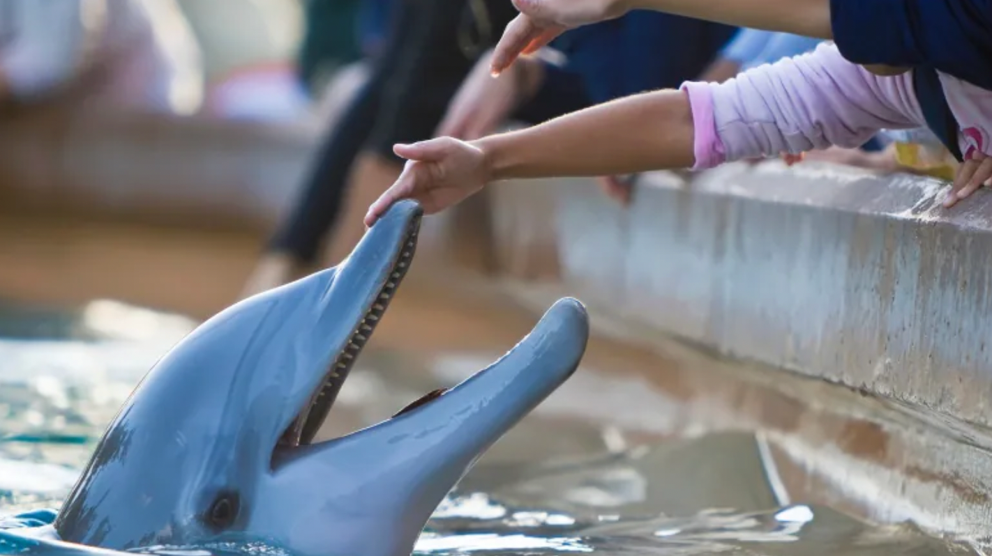 Beluga Whale and Bottlenose Dolphin Die at Marineland