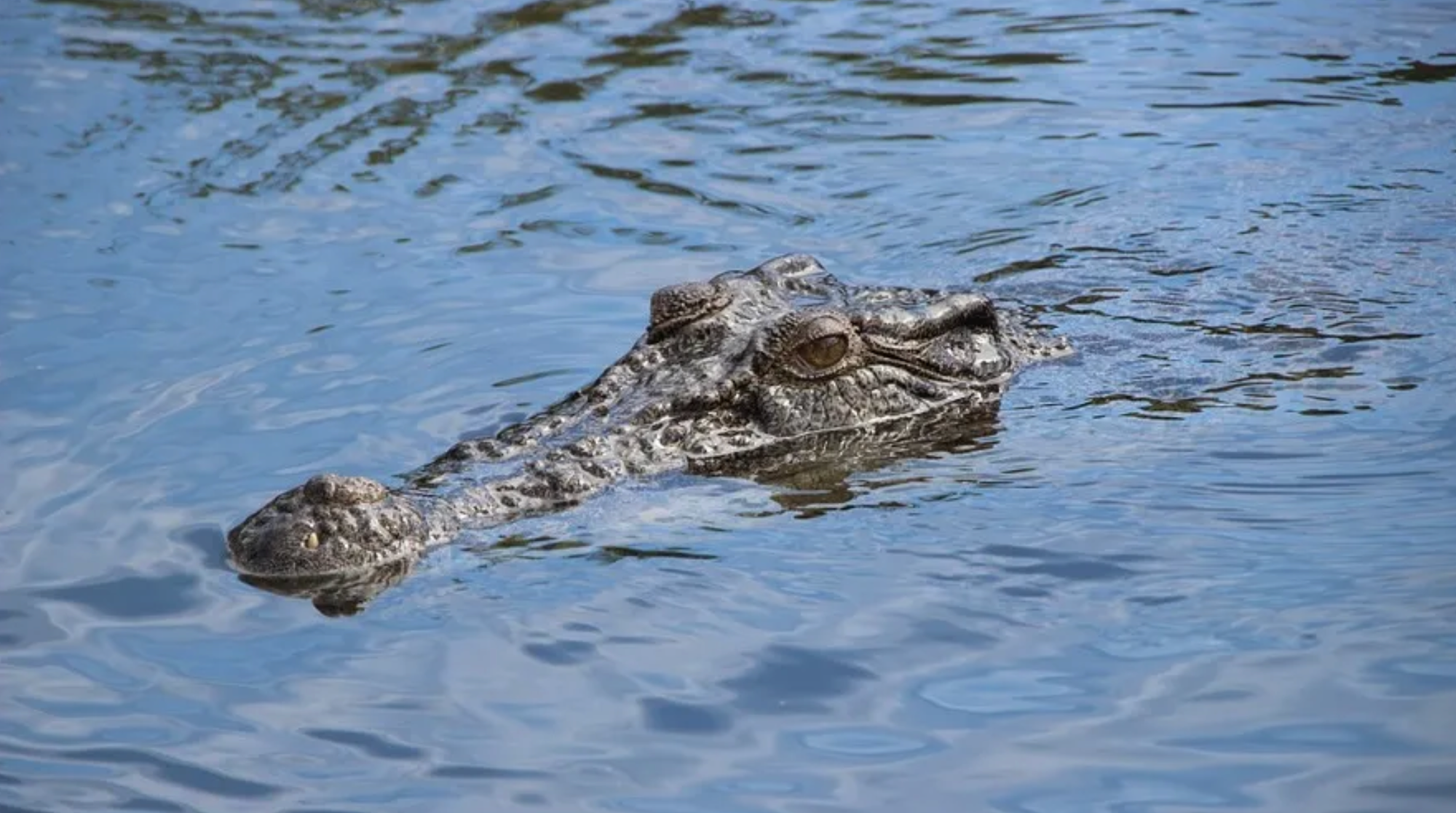 Soccer player killed by crocodile while cooling off in Costa Rican river