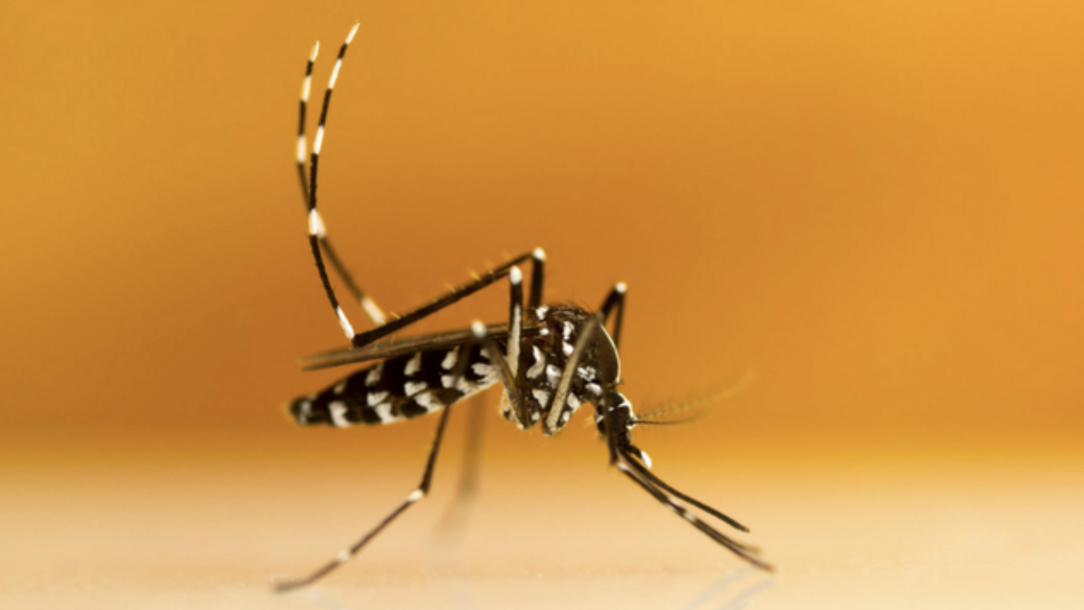 Special mosquitoes are being bred to fight dengue