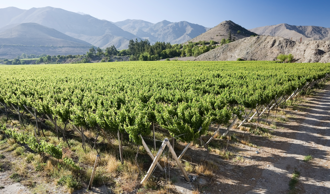 Chile abandoning vineyards as sales decline