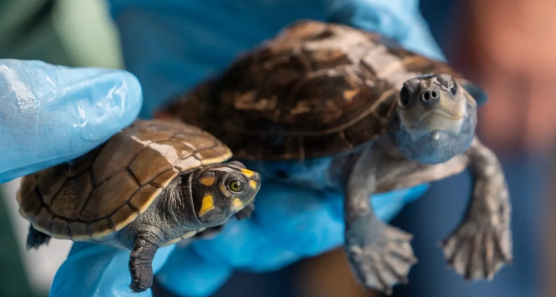 Thousands of turtles in Peru saved from trafficking