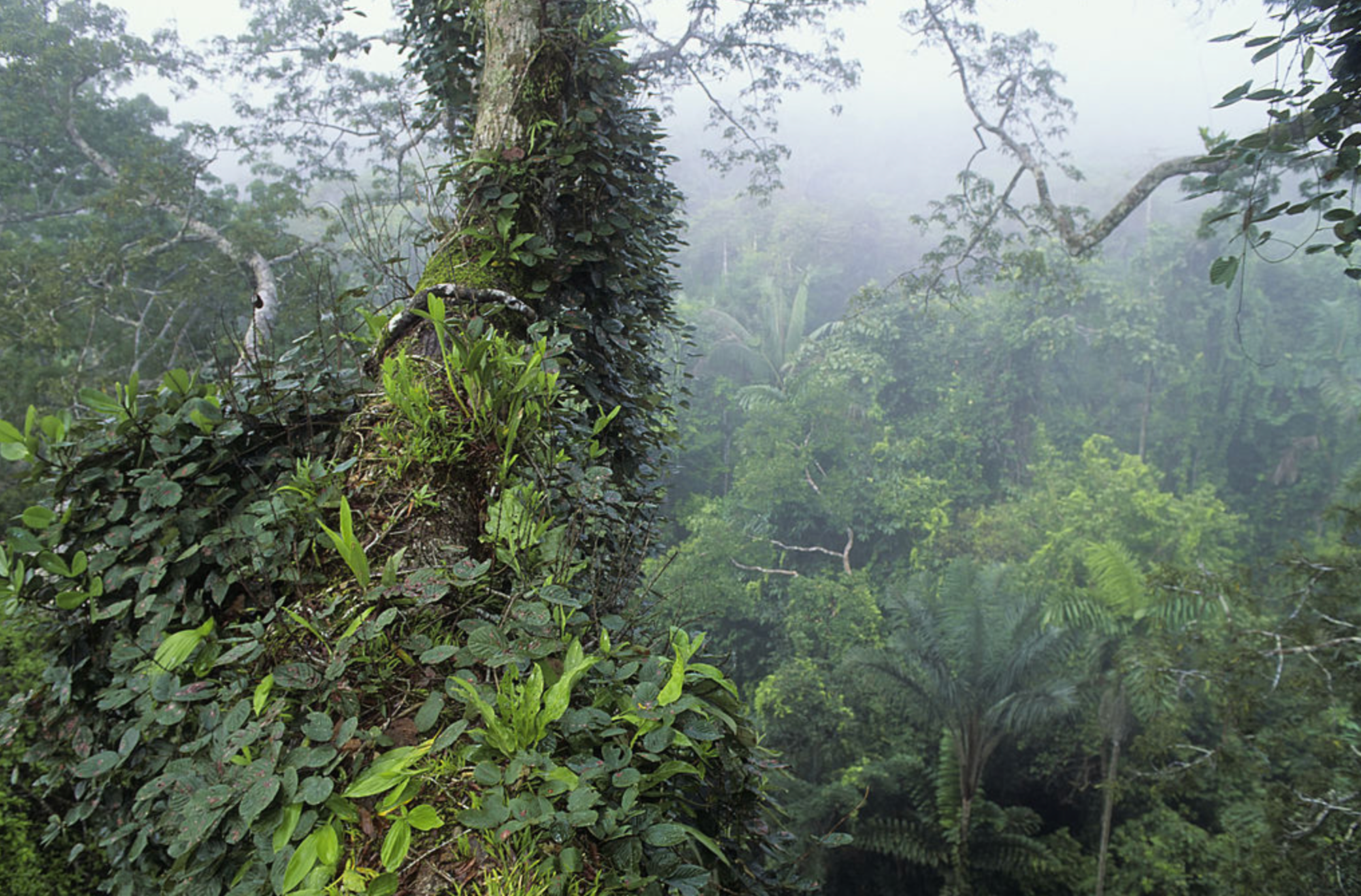Evidence of a vast ancient city is discovered deep in the Ecuadorian Amazon