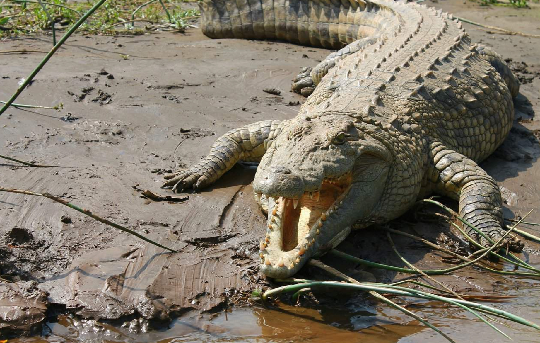 Crocodile Population Recovering in Costa Rica