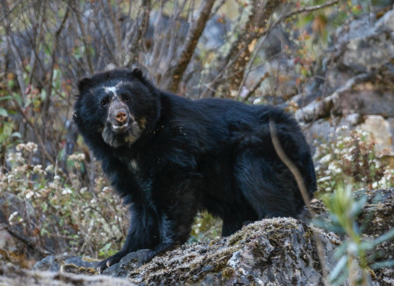 The fight against illegal wildlife trade in Bolivia