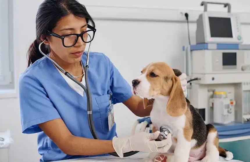 More Hispanic Veterinarians needed