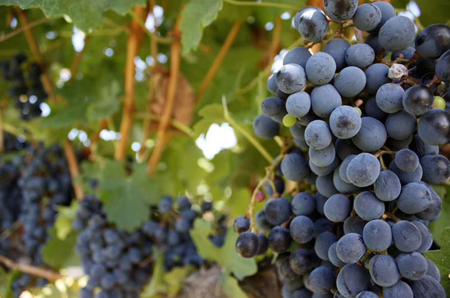 Argentinian wine keeps getting better despite the country’s economic  &hellip;