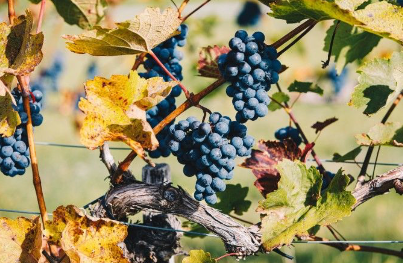 UK Overtakes China as Chile’s Top Wine Export Market