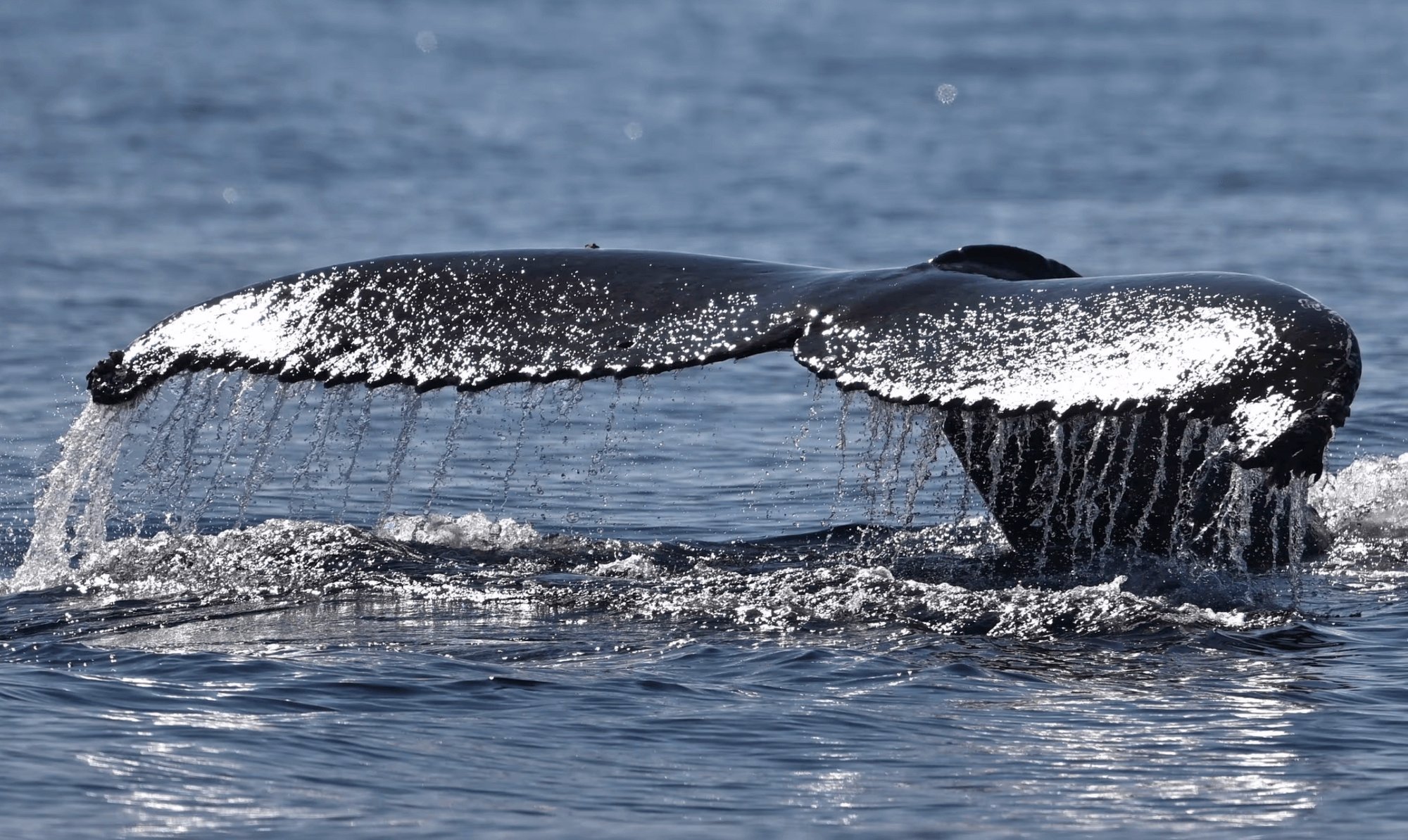 Humpback whale makes record journey traveling from Colombia to Africa