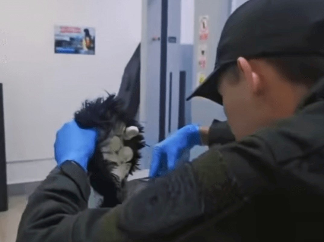 Smuggler hiding cocaine in his wig busted in Colombia