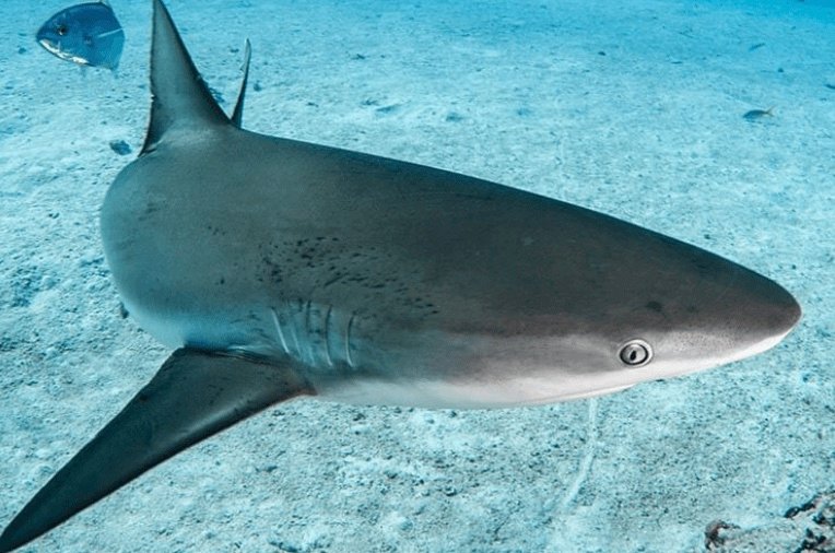 Shark attacked Canadian tourist as she tried to take its picture in Turks a &hellip;