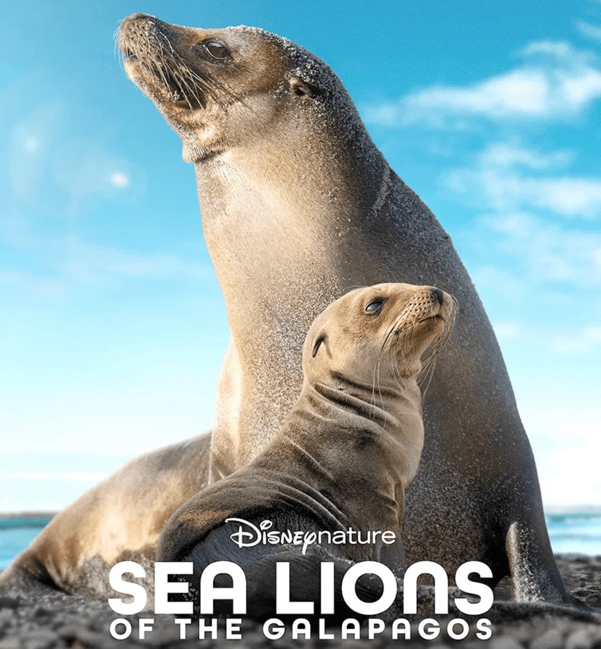 Sea Lions of the Galapagos