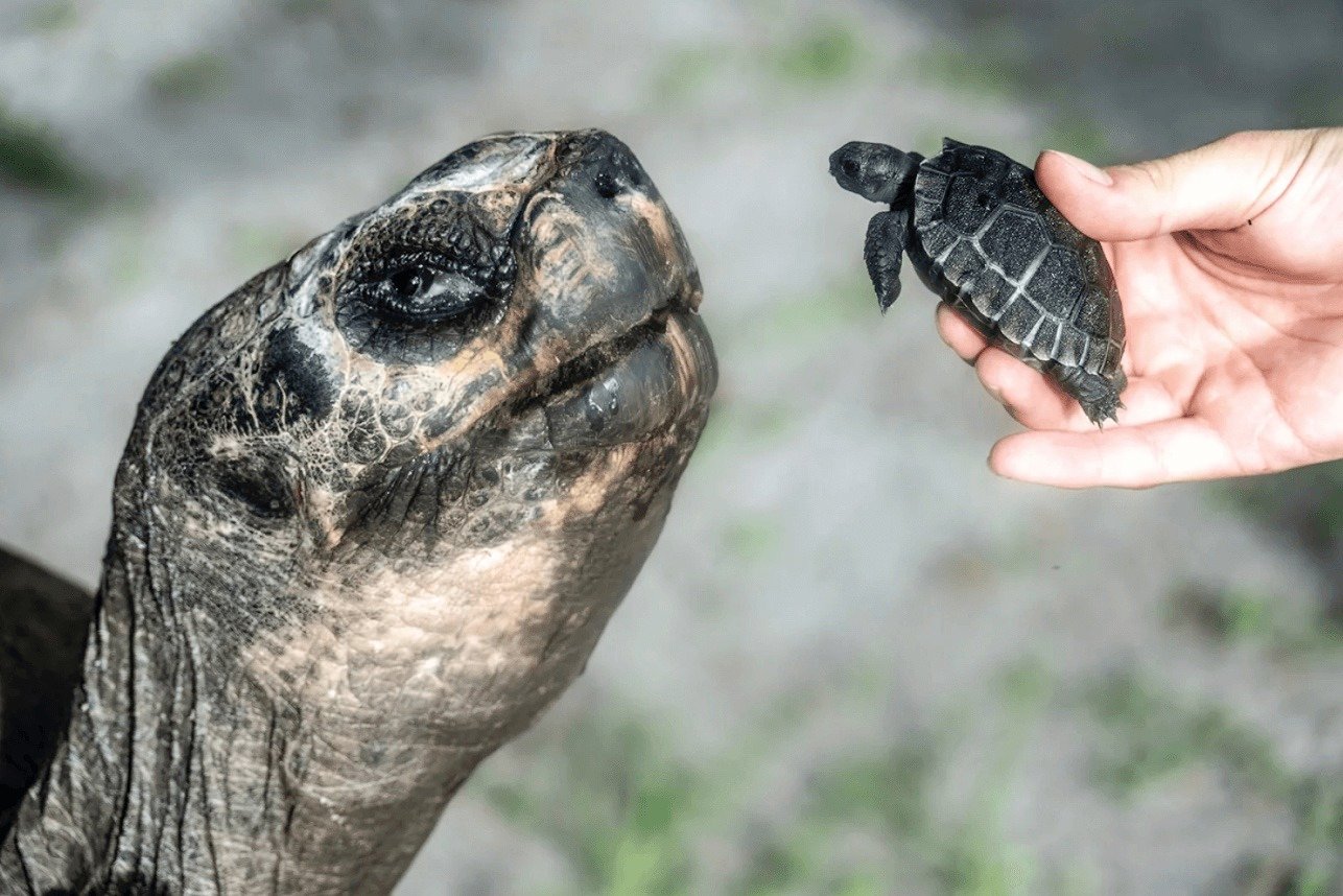 135-Year-Old Goliath Becomes a Dad: Zoo Miami Celebrates Record-Breaking Ga &hellip;