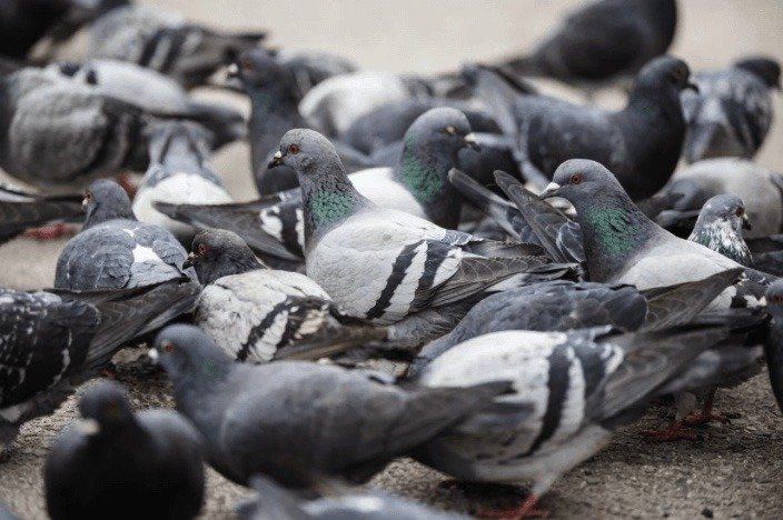 Birds, Breadcrumbs, and Birth Control: Toronto’s Pigeon Problem Persists