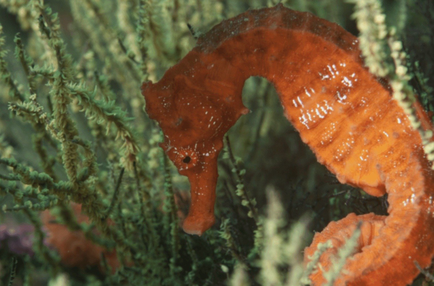 Ecuador’s Silent Crisis: Thousands of Seahorses Seized in Illegal Wildlif &hellip;