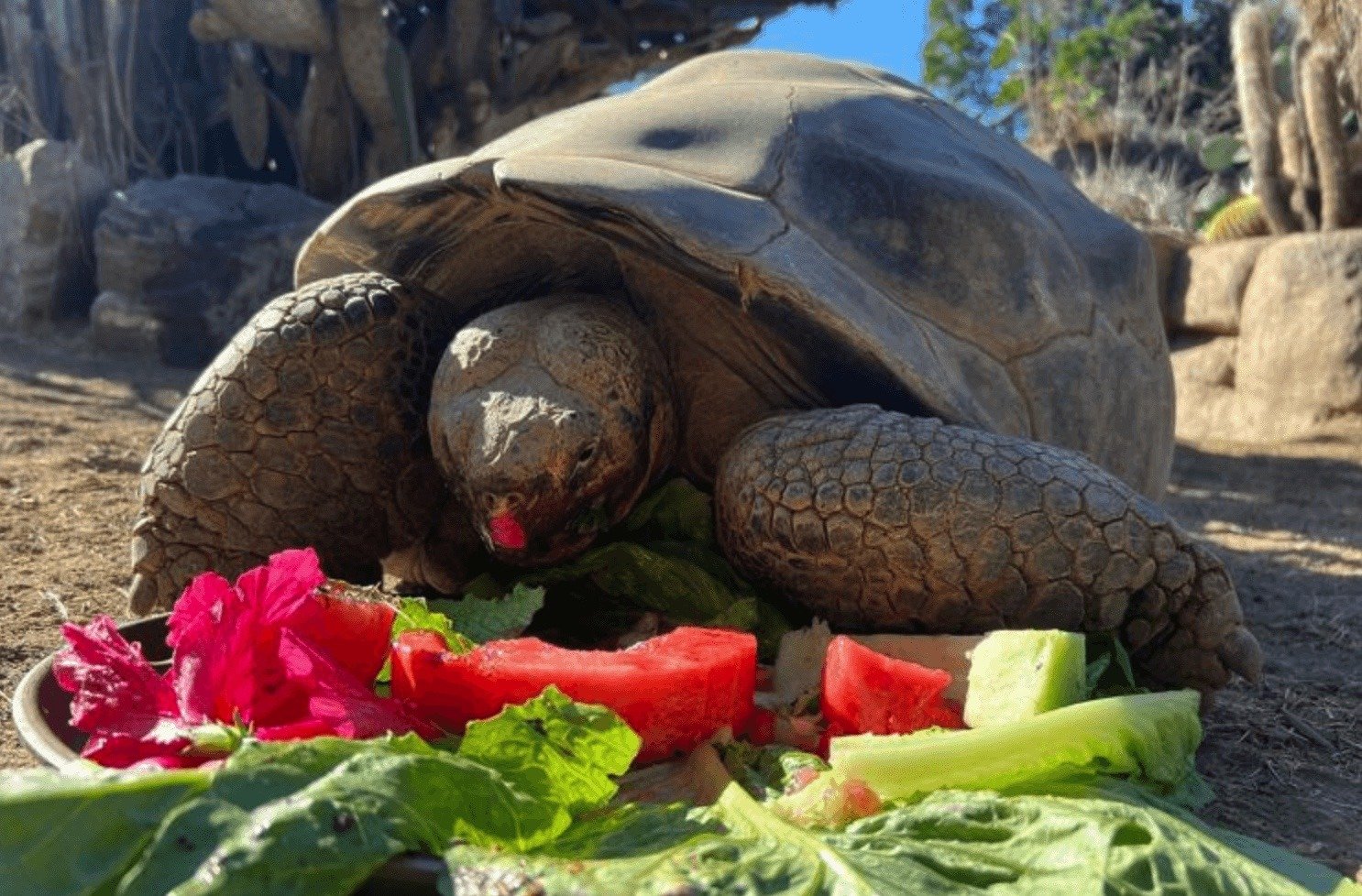 San Diego Zoo’s Oldest Resident, Gramma the Galapagos Tortoise, Dies at 1 &hellip;