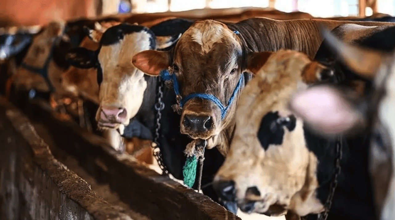 Nearly 3,000 Uruguayan Cattle Finally Disembarked After Two Months Stranded &hellip;