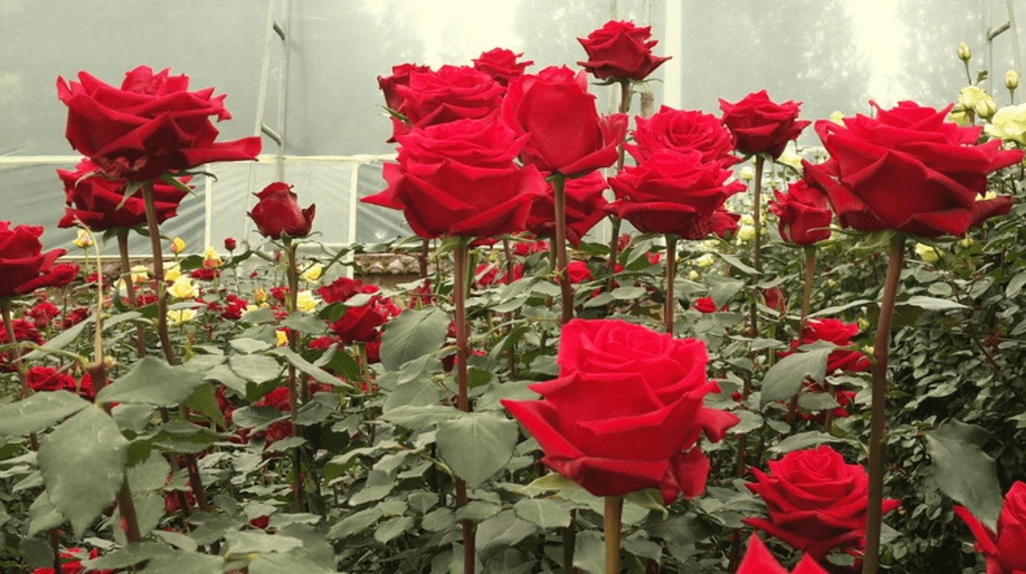Ecuador’s Rose Industry Blooms Amid Mounting Health Concerns