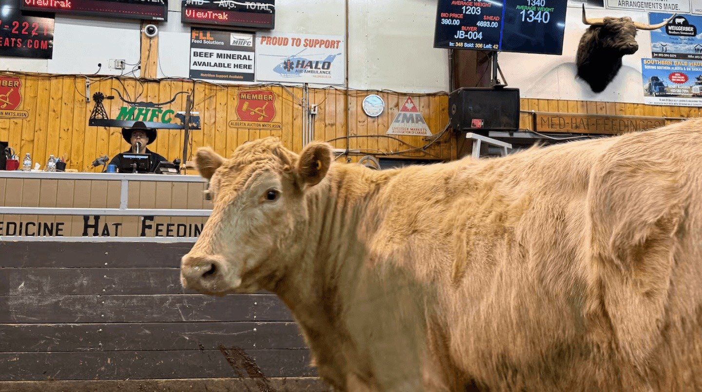 Canadian Beef Industry Raises Concerns Over Potential South America Trade D &hellip;