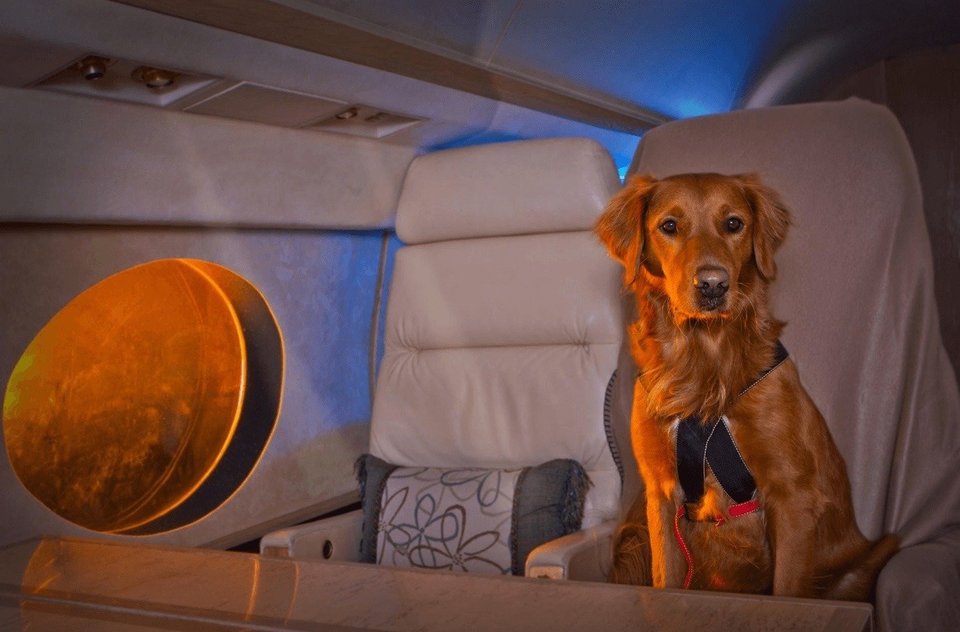 New Airline Lets Dogs Fly First Class — Toronto Routes Coming Soon