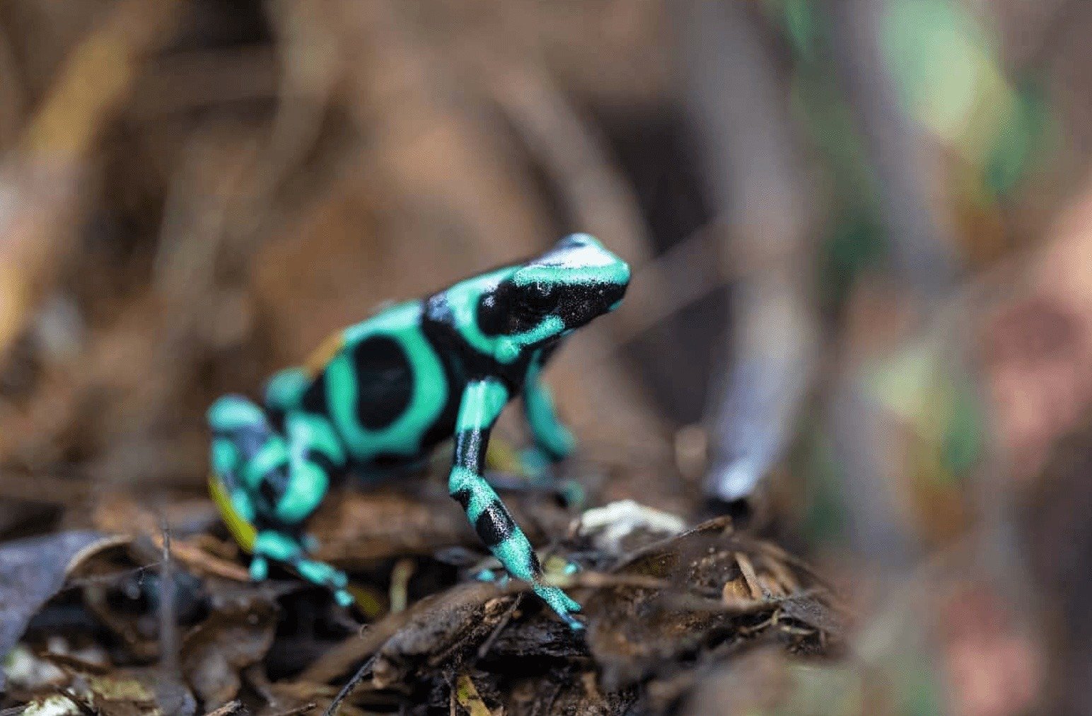 Nicaragua’s Exotic Animal Trade Is Surging — But at What Cost?